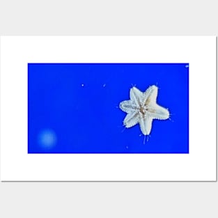 Starfish baby Posters and Art